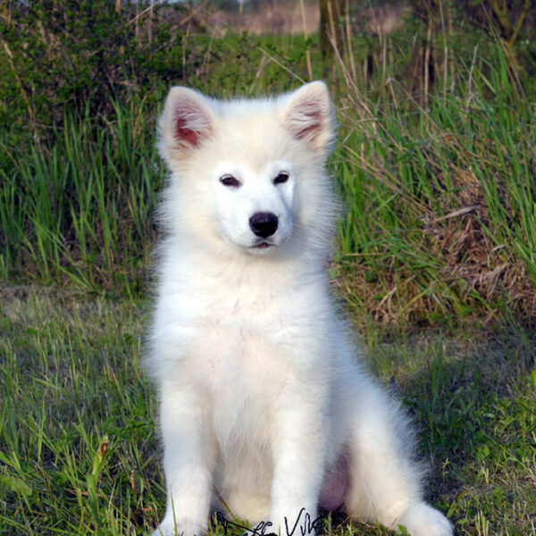 Cucciolo Alaskan Malamute Nordic Dream