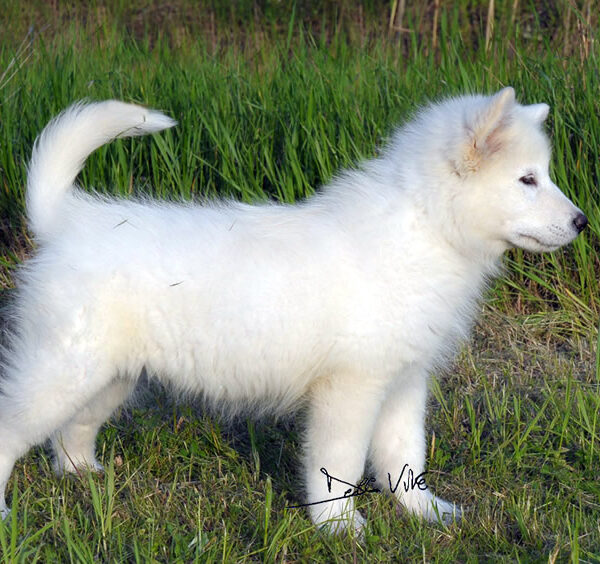 Cucciolo Alaskan Malamute Nordic Dream