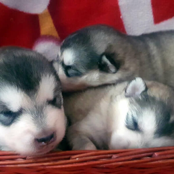 Cuccioli Alaskan Malamute da Orange of the Nordic Dream x Onda of the Nordic Dream