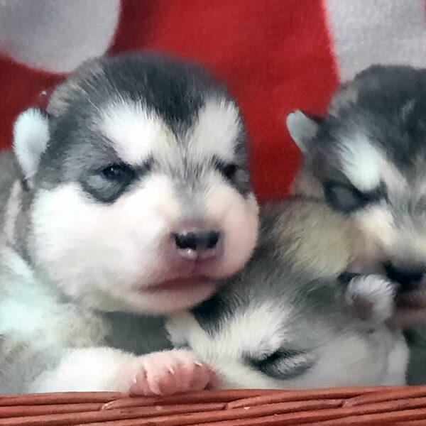 Cuccioli Alaskan Malamute da Orange of the Nordic Dream x Onda of the Nordic Dream