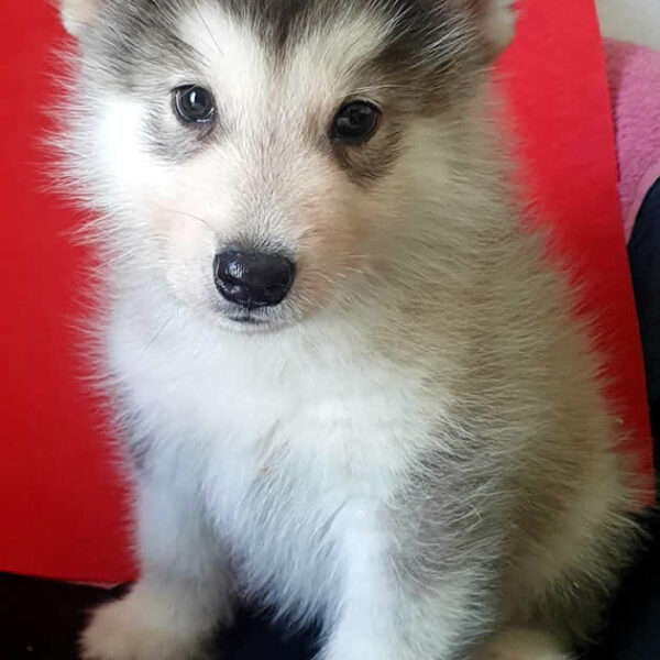 Cucciolo Alaskan Malamute Nordic Dream