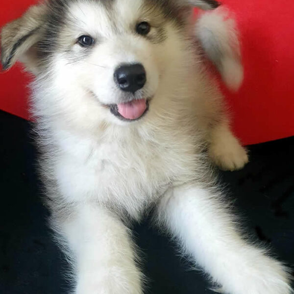 Cucciolo Alaskan Malamute Nordic Dream