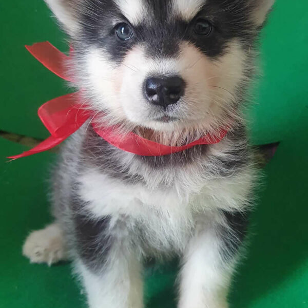 Cucciolo Alaskan Malamute