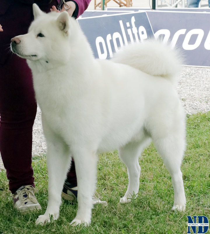 Orion Star Yuk Amarok - Alaskan Malamute