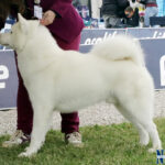 Orion Star Yuk Amarok - Alaskan Malamute