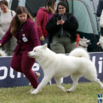 Orion Star Yuk Amarok - Alaskan Malamute