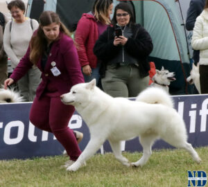 Orion Star Yuk Amarok - Alaskan Malamute