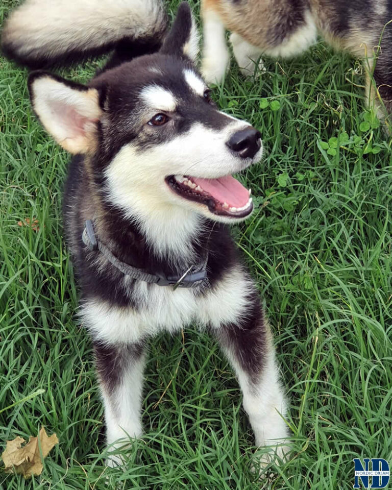 Cucciolo Alaskan Malamute Nordic Dream