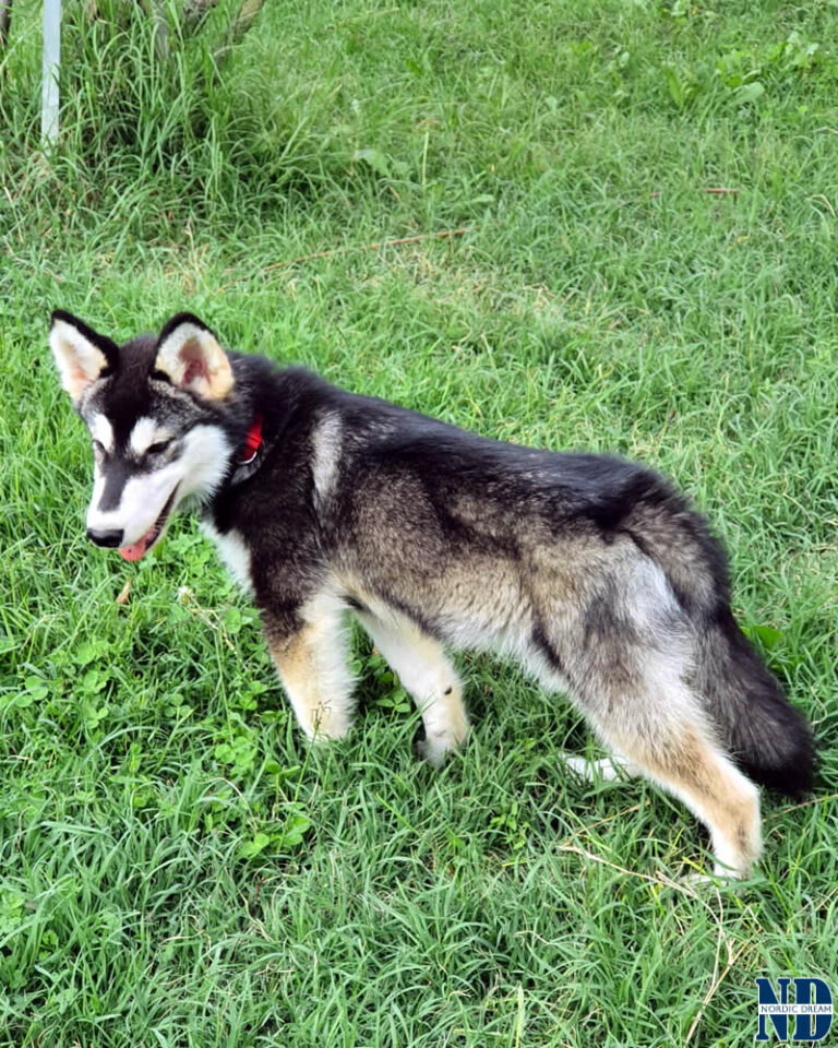 Cucciolo Alaskan Malamute Nordic Dream