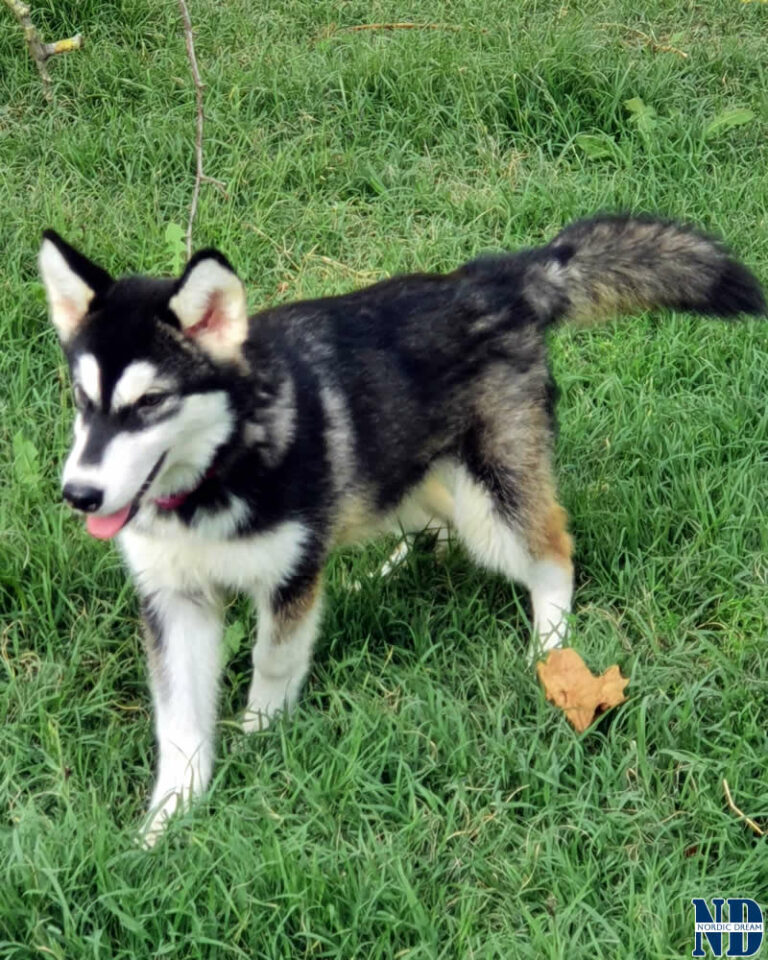 Cucciolo Alaskan Malamute Nordic Dream