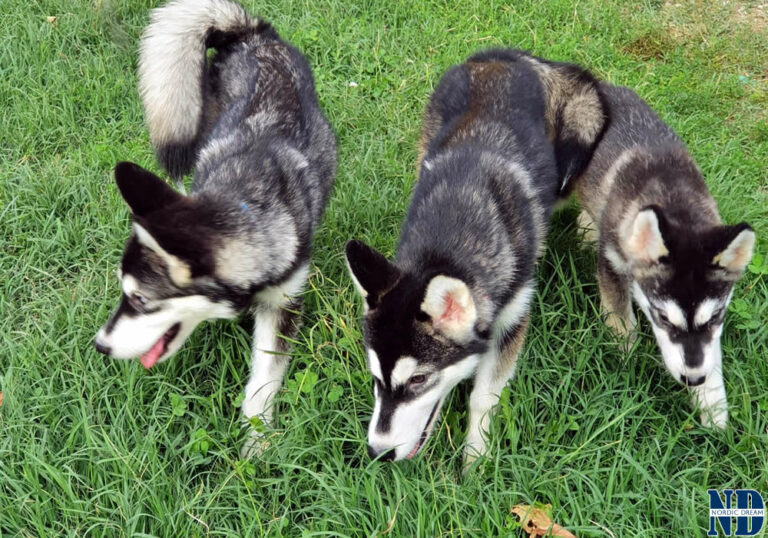 Cucciolo Alaskan Malamute Nordic Dream