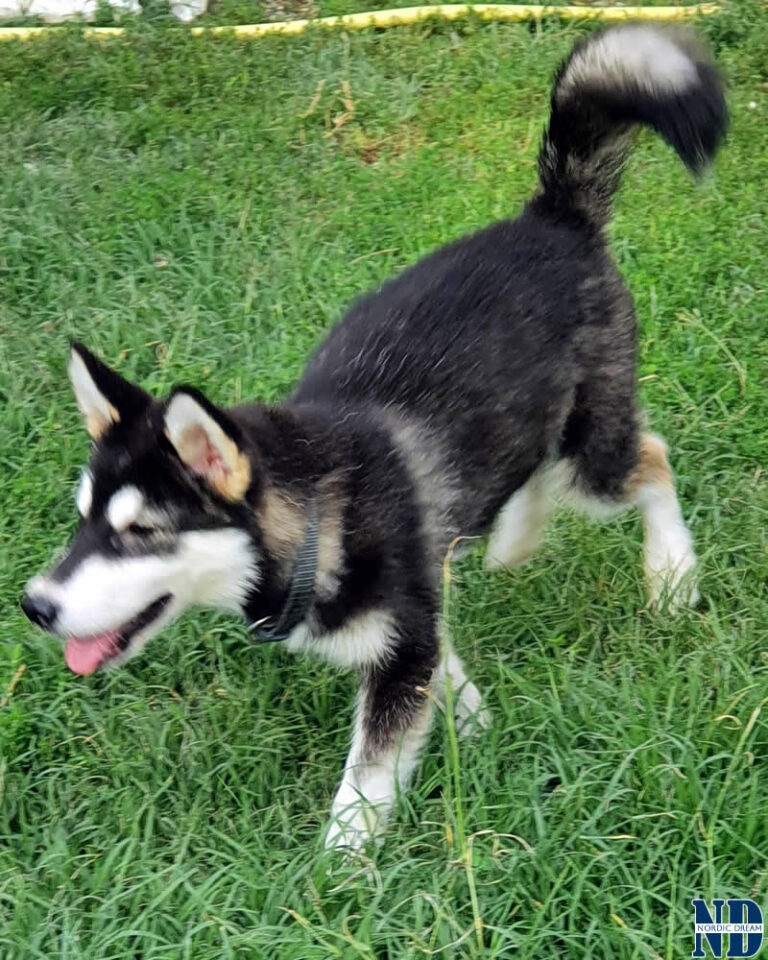 Cucciolo Alaskan Malamute Nordic Dream