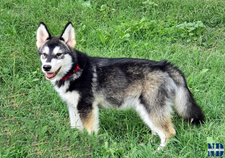 Cucciolo Alaskan Malamute Nordic Dream