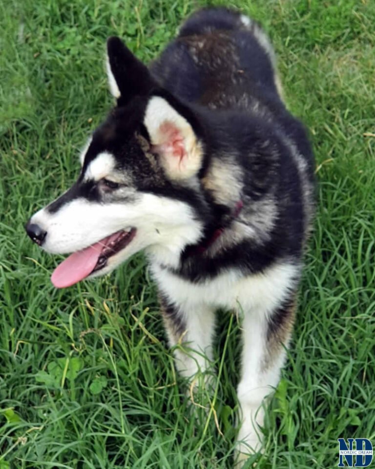 Cucciolo Alaskan Malamute Nordic Dream