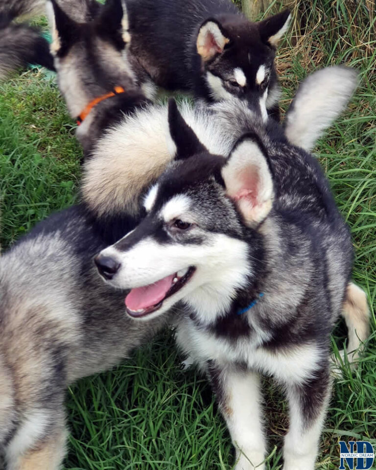 Cucciolo Alaskan Malamute Nordic Dream