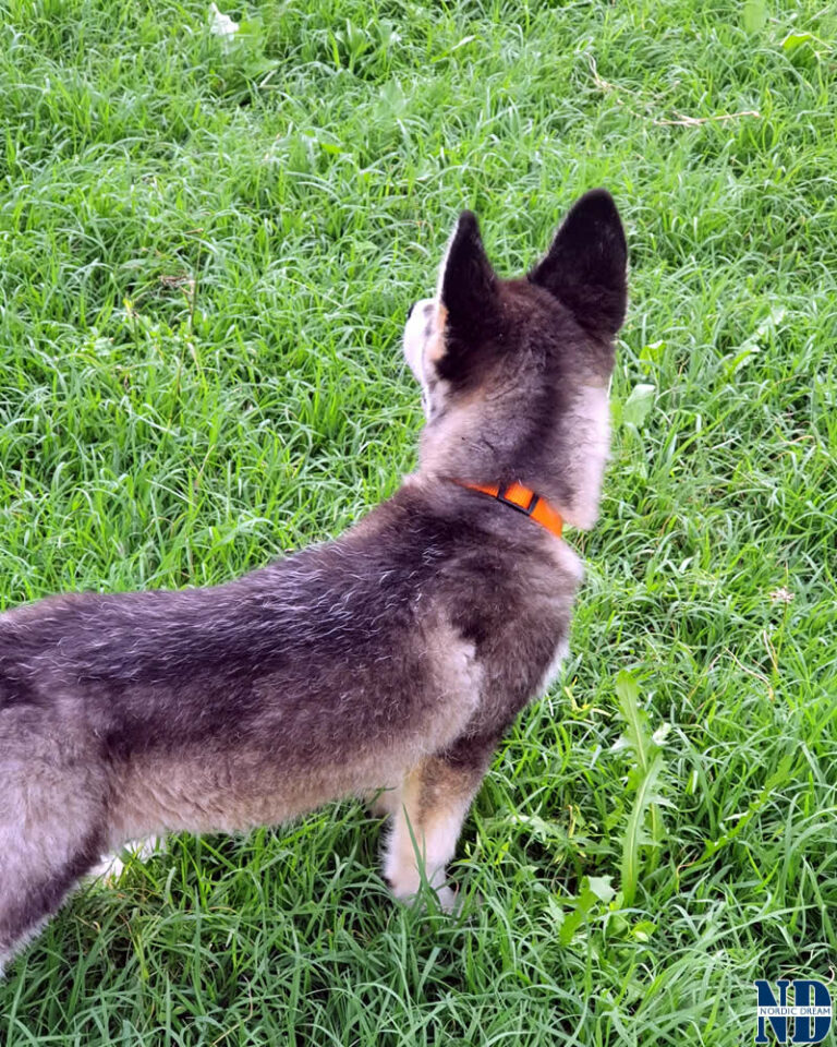 Cucciolo Alaskan Malamute Nordic Dream