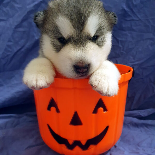 Alaskan Malamute cucciolo