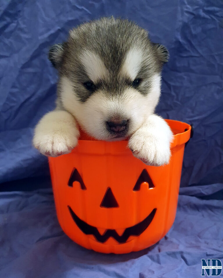 Alaskan Malamute cucciolo