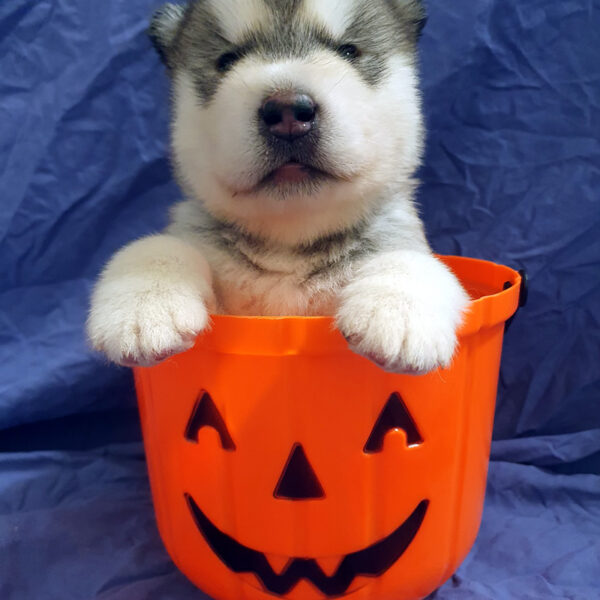 Alaskan Malamute cucciolo