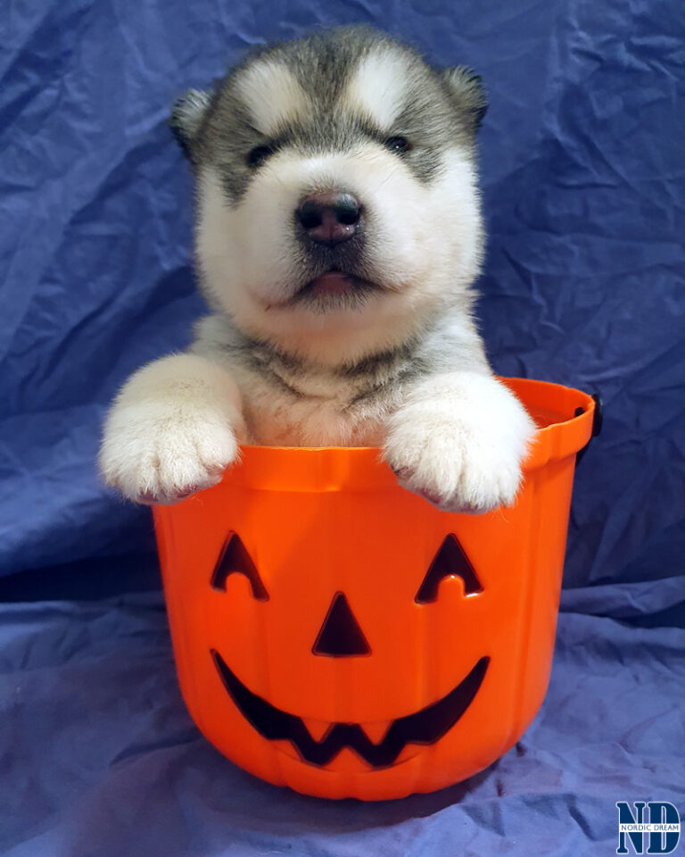 Alaskan Malamute cucciolo