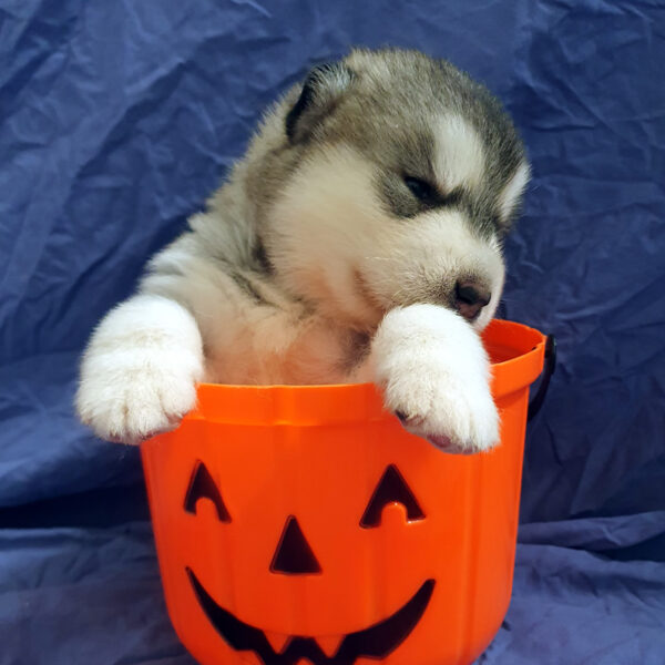 Alaskan Malamute cucciolo