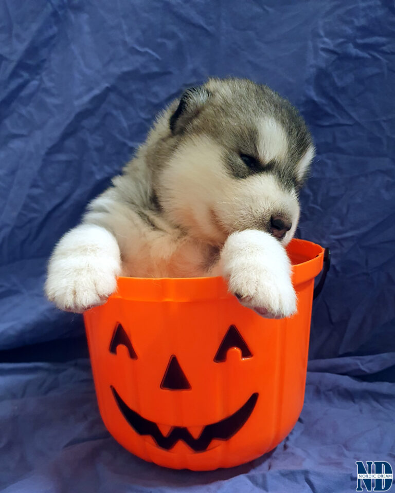 Alaskan Malamute cucciolo